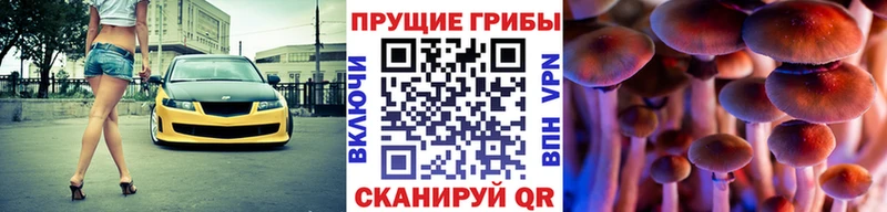 закладка  Уссурийск  Псилоцибиновые грибы Psilocybine cubensis 